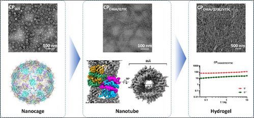武汉病毒所等团队在病毒衣壳蛋白组装操控及免疫效应研究中取得重大突破 推动纳米材料研发新方向