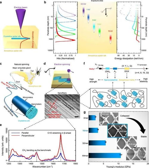 突破极限 中科院-上交大合作研发蜘蛛丝光刻胶，实现15纳米三维电子束直写